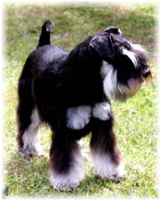 Al-Capone von den kleinen R�ubern-klein